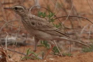 Anthus similis - Langschnabelpieper